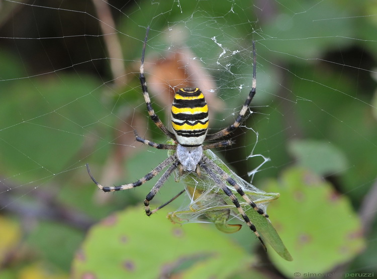 Argiope bruennichi in predazione